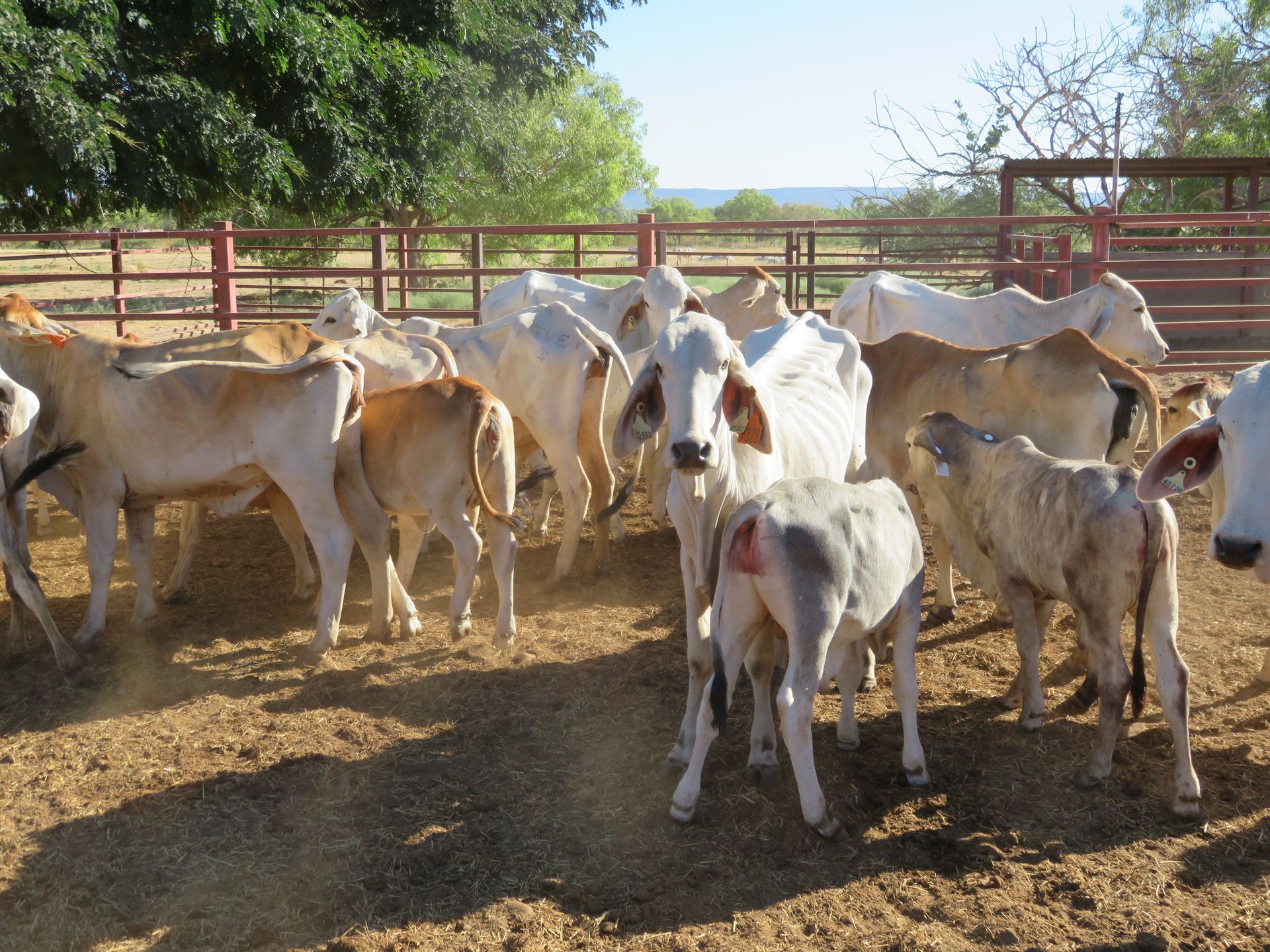 a herd of cows grazing in a field with trees in the background