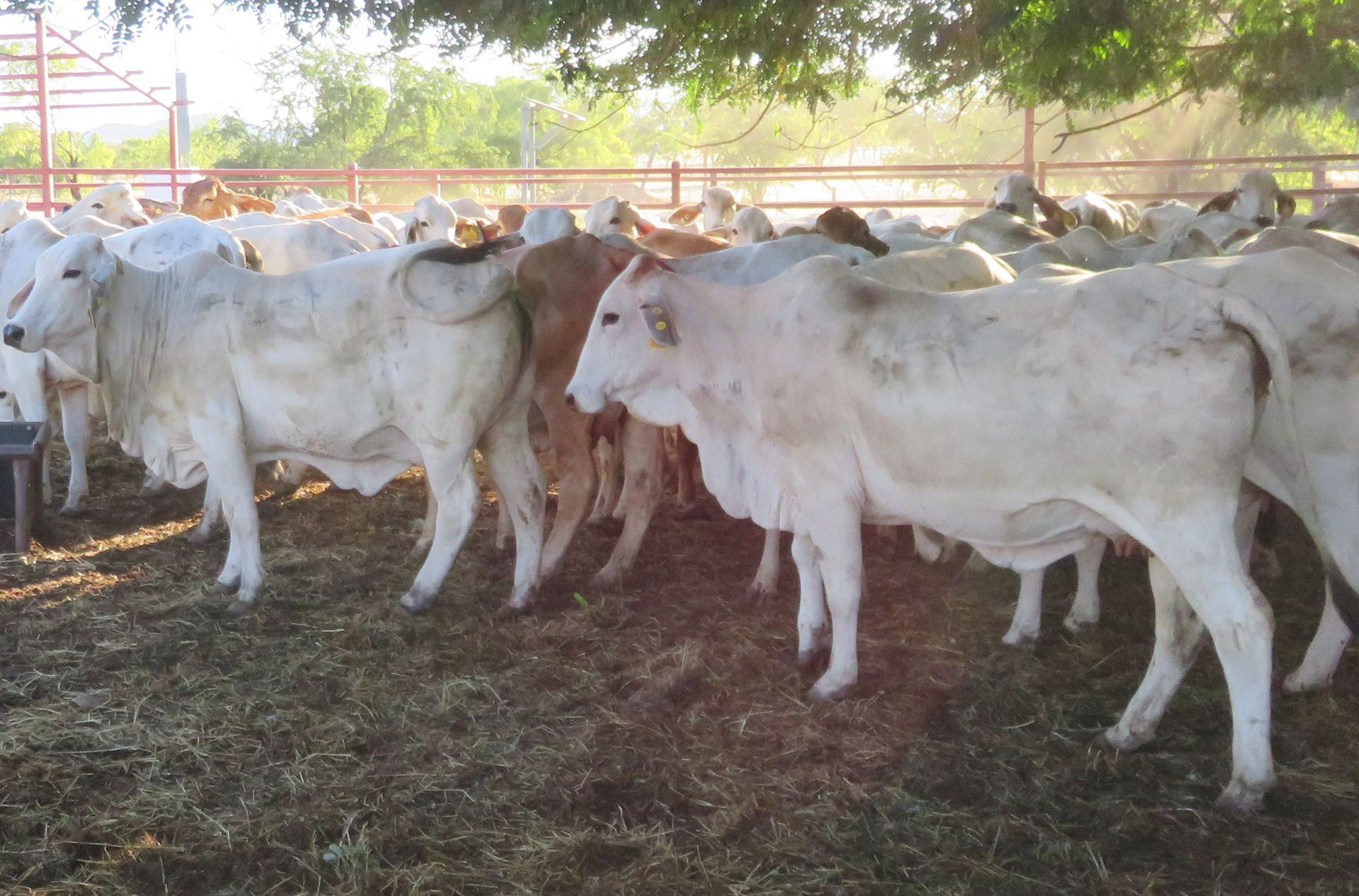 a herd of cows with a yellow tag on their neck