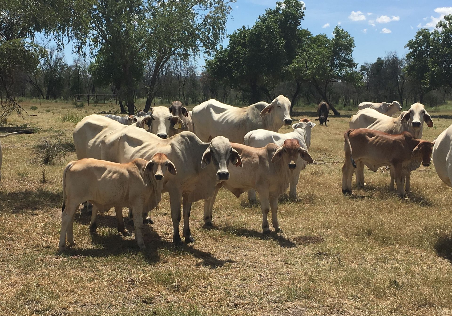 a herd of cows standing in a field with trees in the background