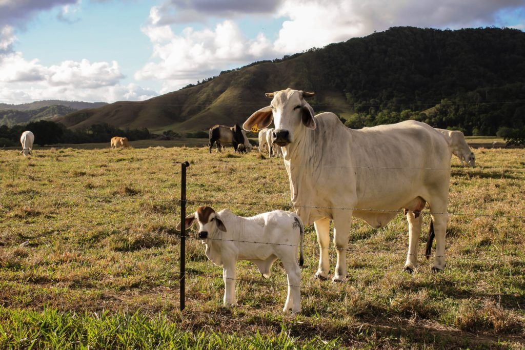 a cow and calf standing in a grassy field