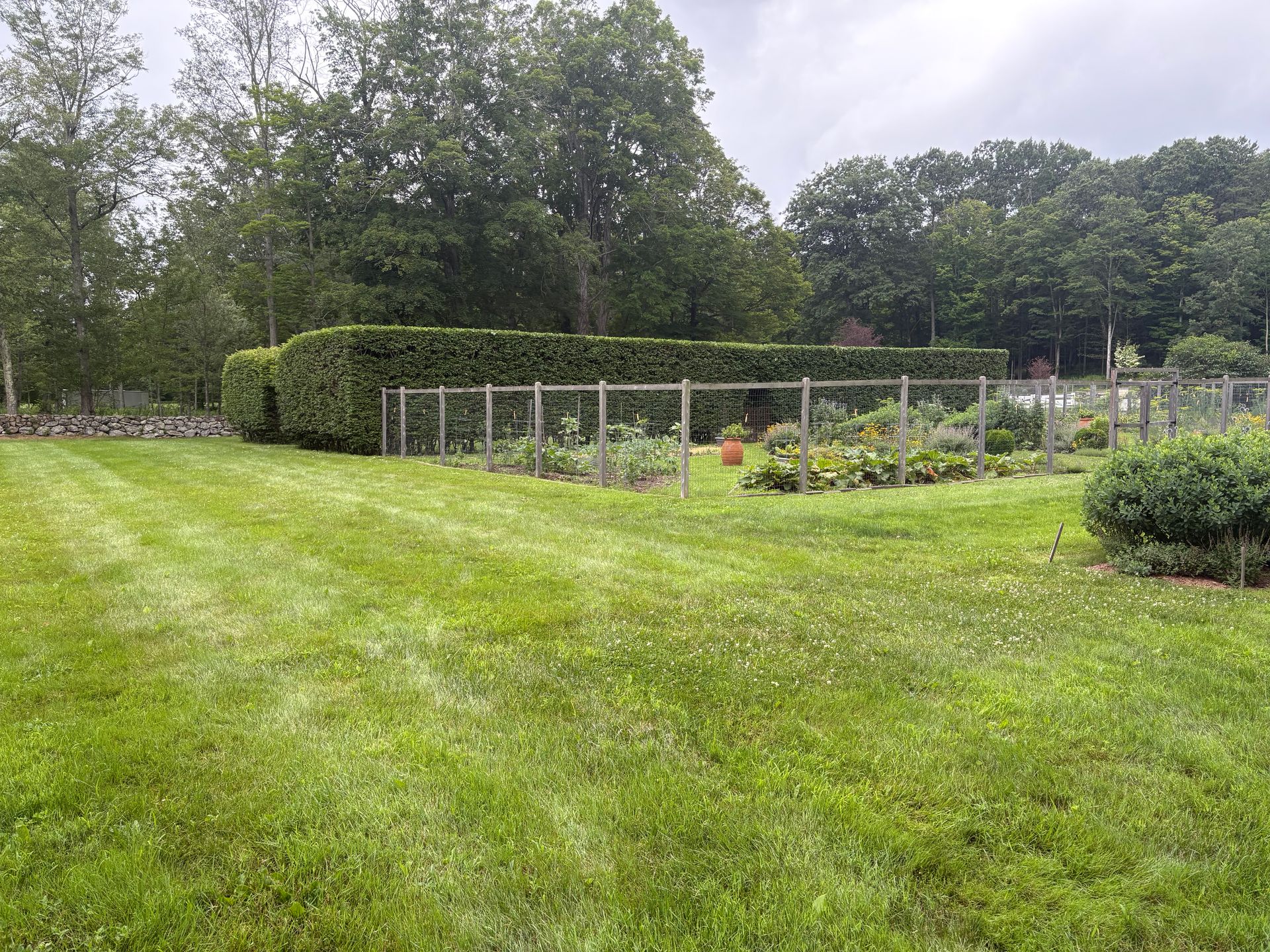 Lush green garden with vegetable beds surrounded by a fence and a tall hedge, under an overcast sky.