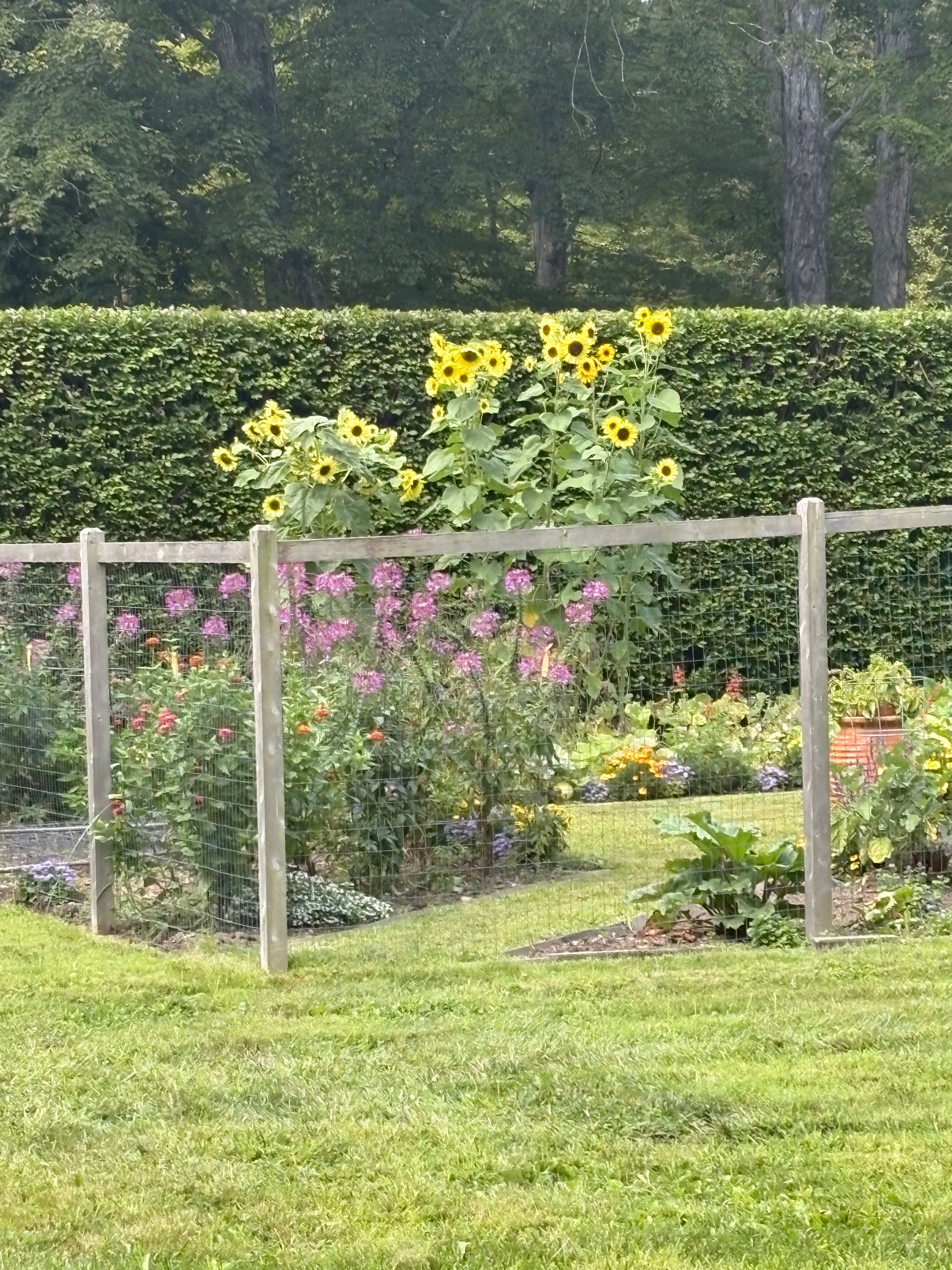 A sunny garden with sunflowers, various flowers, and a wooden fence. Background is a green hedge and trees.