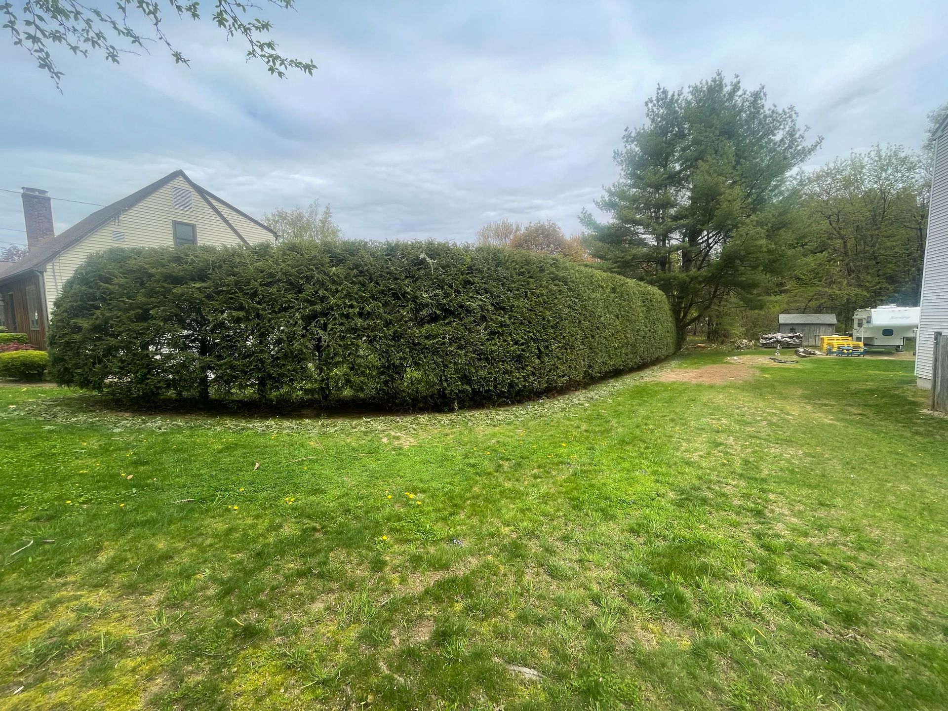 A large, trimmed hedge in a grassy yard, partially obscuring a house. Overcast sky.