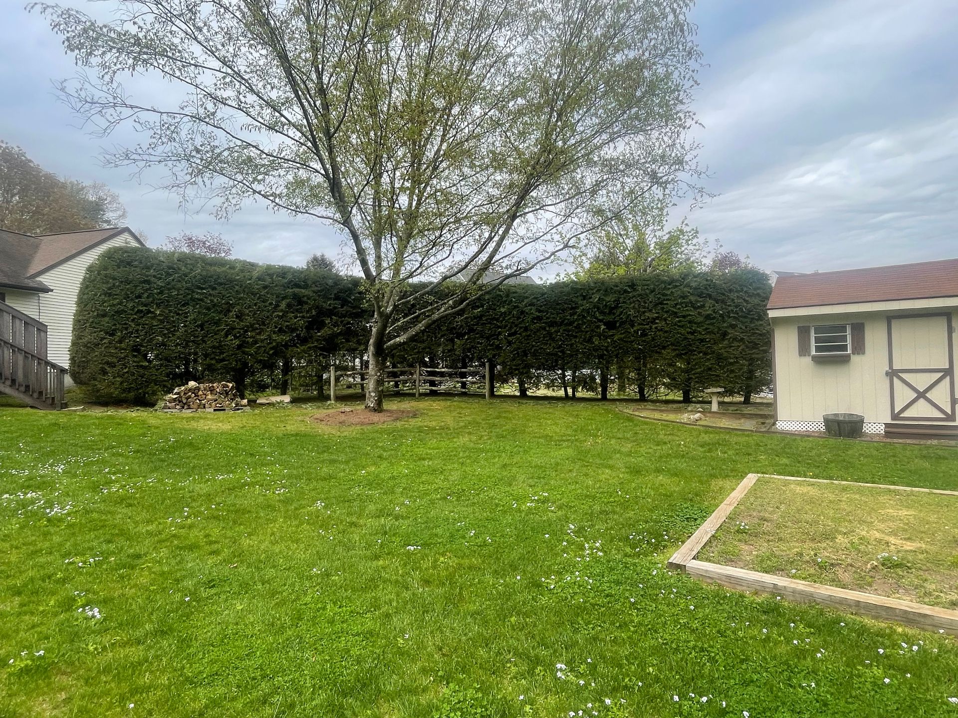 Green lawn with tree in the middle, behind a hedge. A shed is to the right. Overcast sky.
