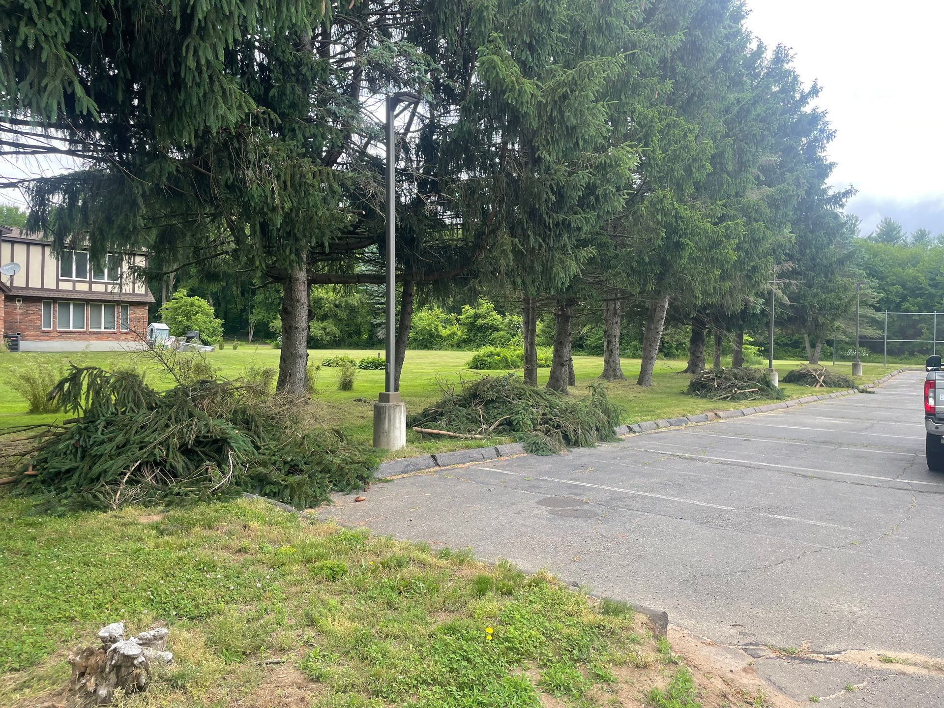 Row of trees trimmed along a gravel parking area with cut branches piled.