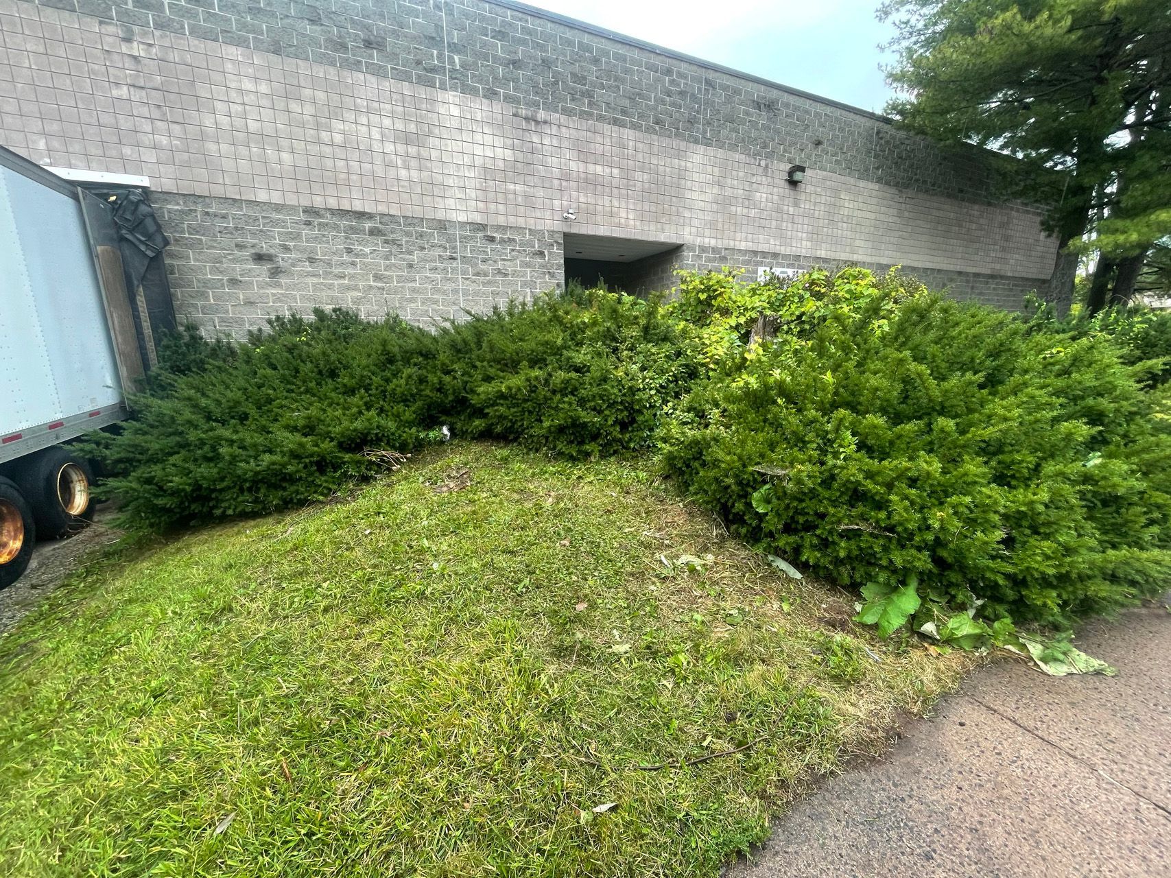 Overgrown shrubs and grass beside a brick building and driveway, with a trailer edge visible on the left