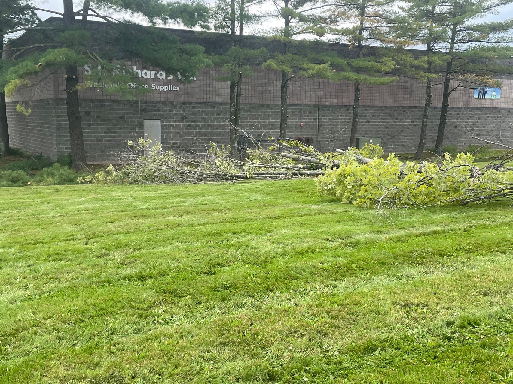 Green lawn in front of a long stone wall with trees and shrubs behind it.