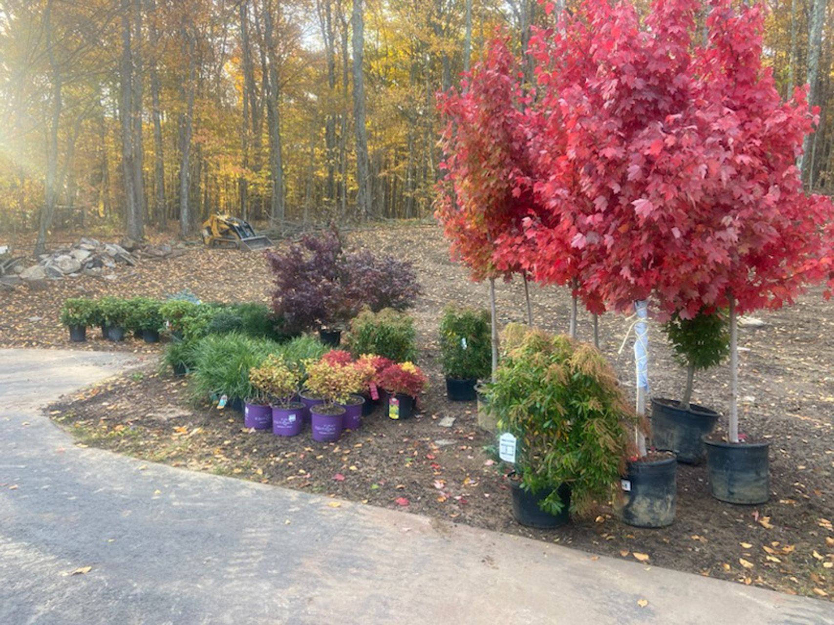 Potted shrubs and a red-leaf tree displayed along a driveway beside autumn woods