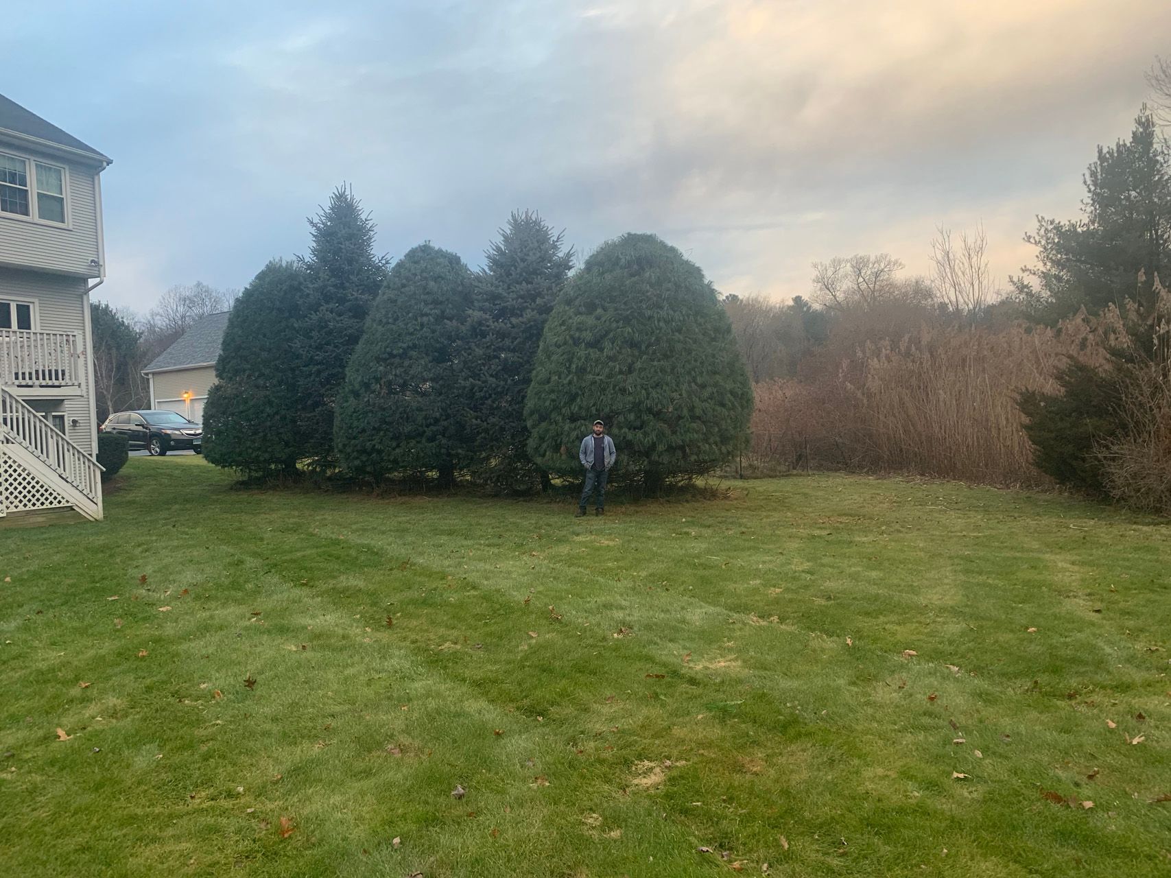 Backyard lawn with three trimmed evergreen shrubs beside a house at dusk