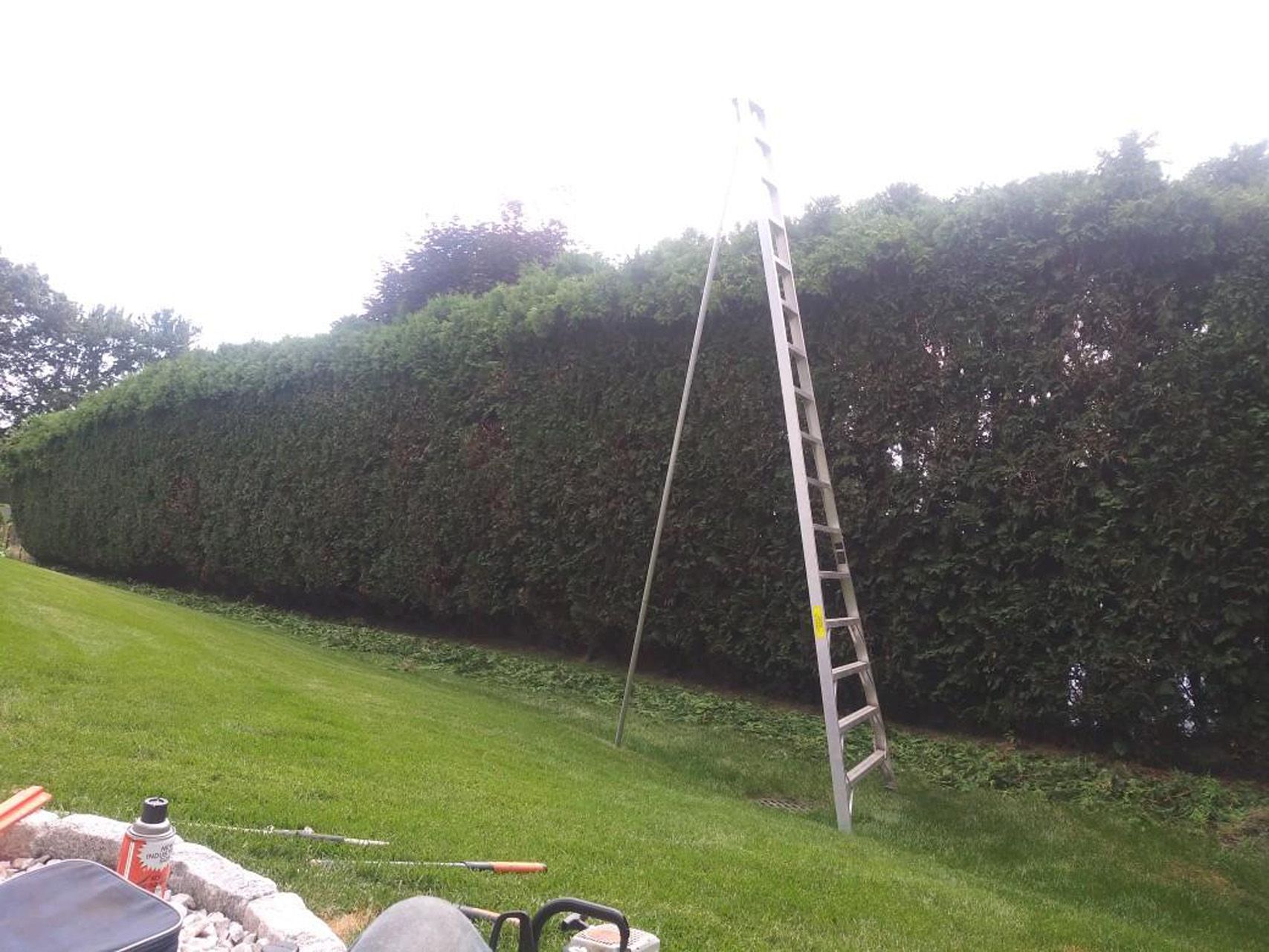 Tall hedge being trimmed with an extendable trimmer beside a ladder on a grassy lawn