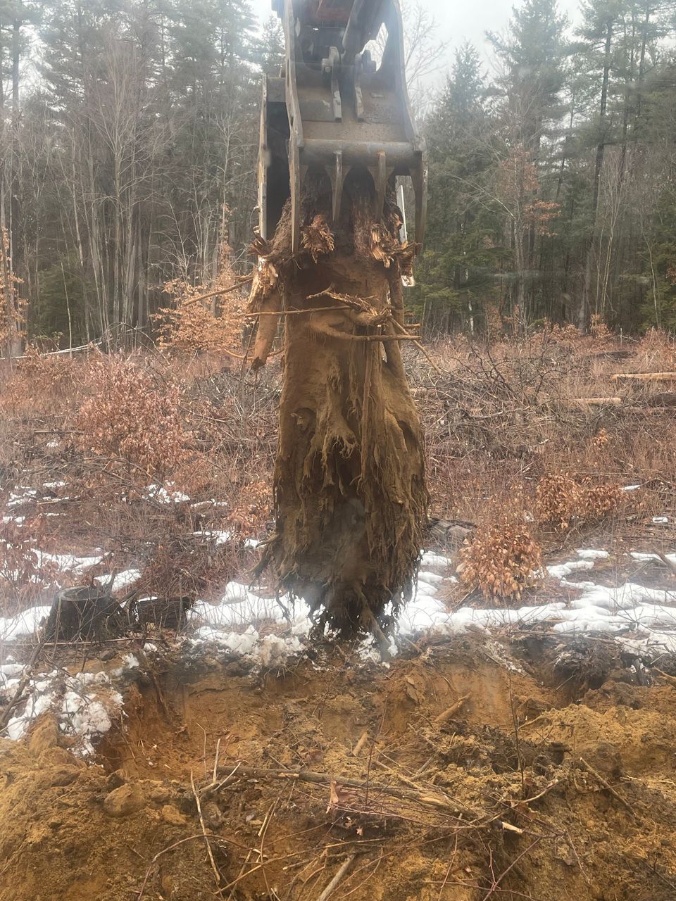 Excavator bucket lifting a tree stump in a muddy forest clearing with patches of snow.