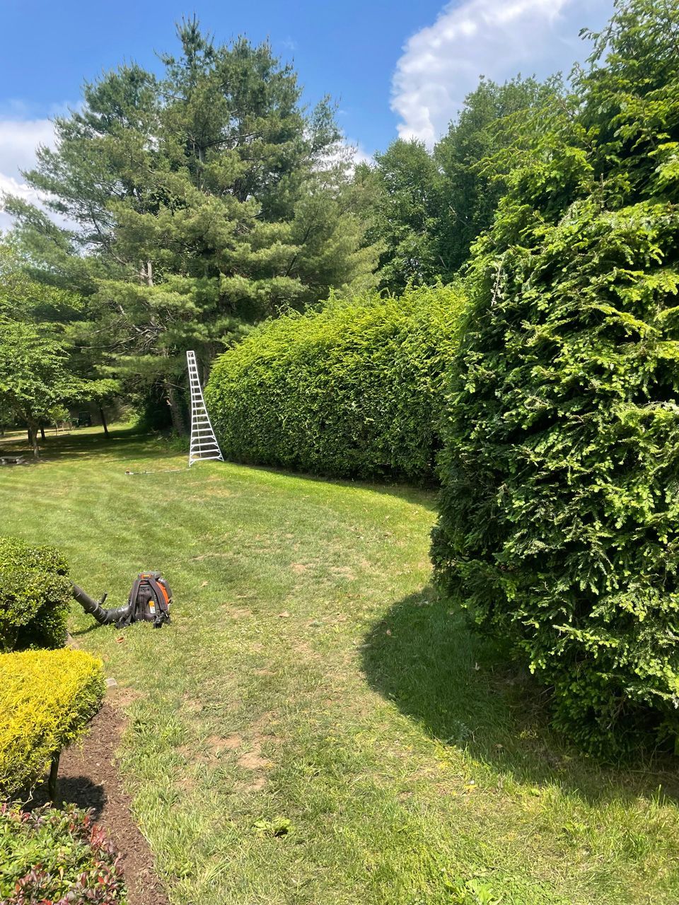 Sunny backyard with hedges, a ladder, and a person kneeling near the grass