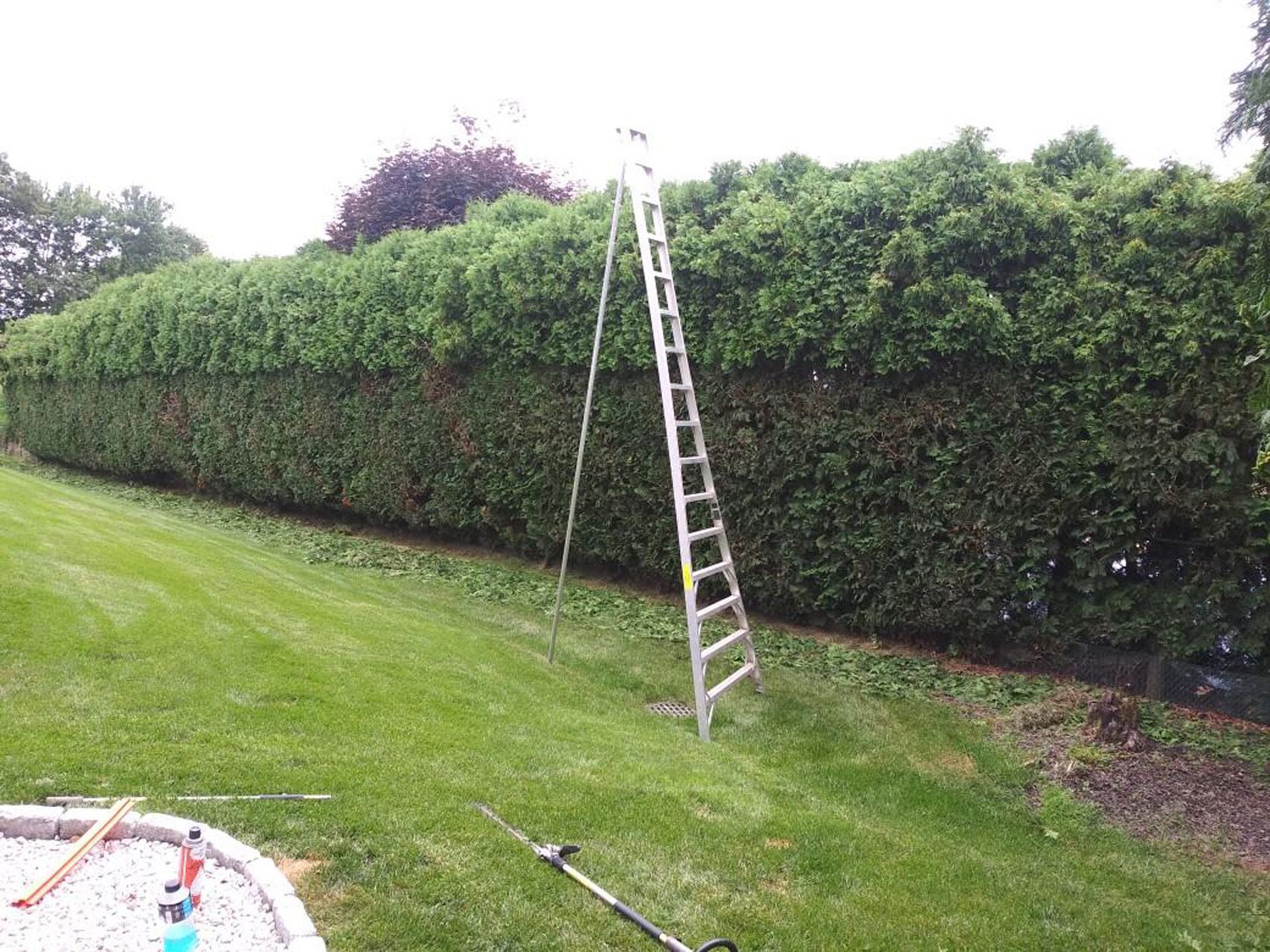 Ladder leaning against tall green hedge in a grassy yard