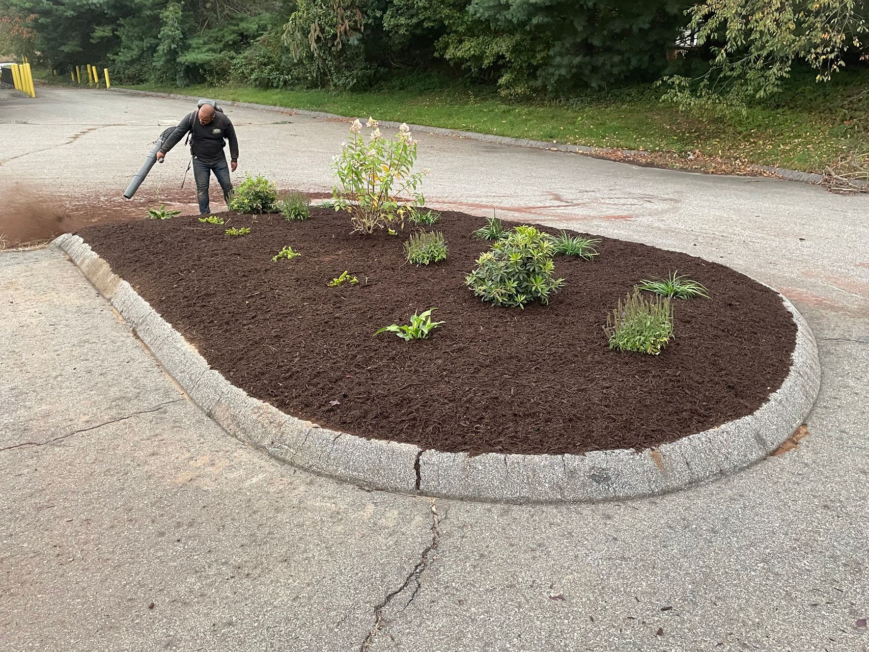 Person mulching a small landscaped island with new plants beside a road