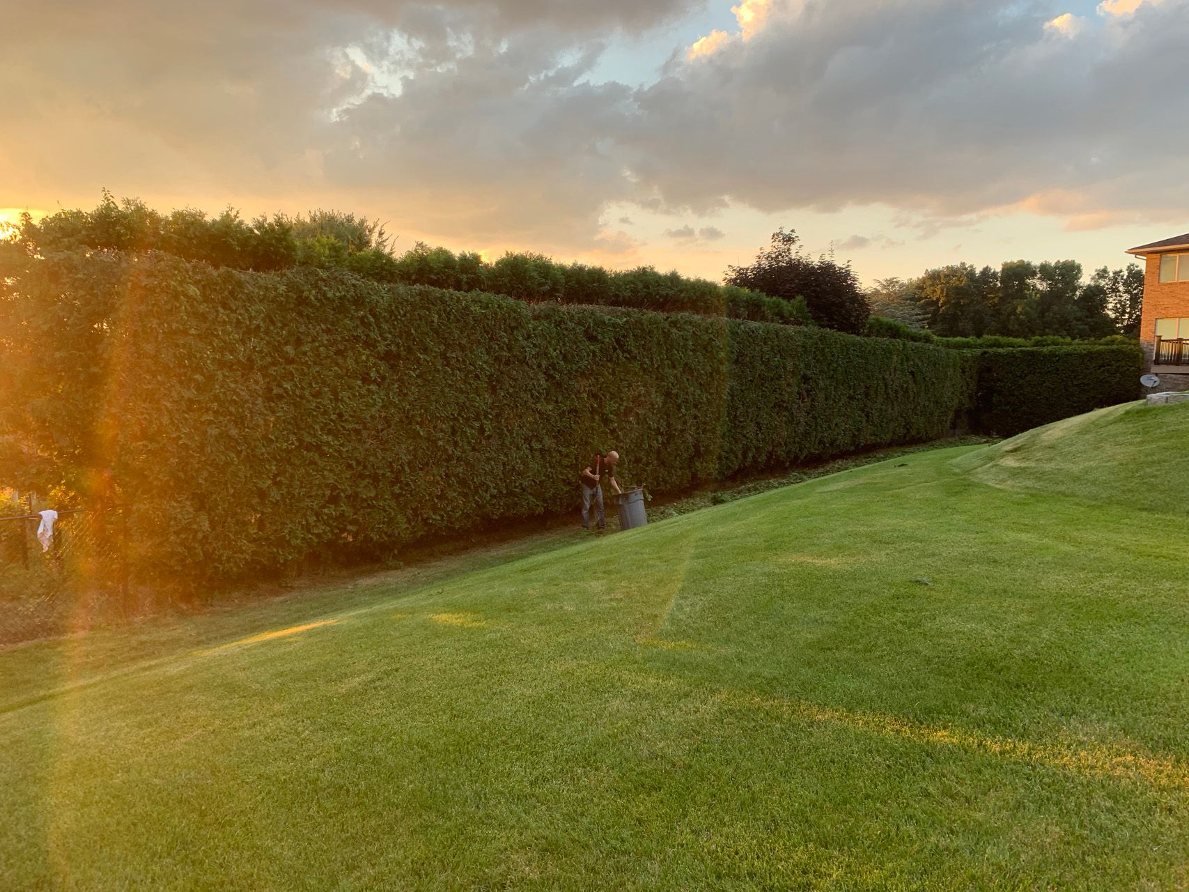 Sunlit lawn beside a tall hedge at sunset, with a small building in the distance