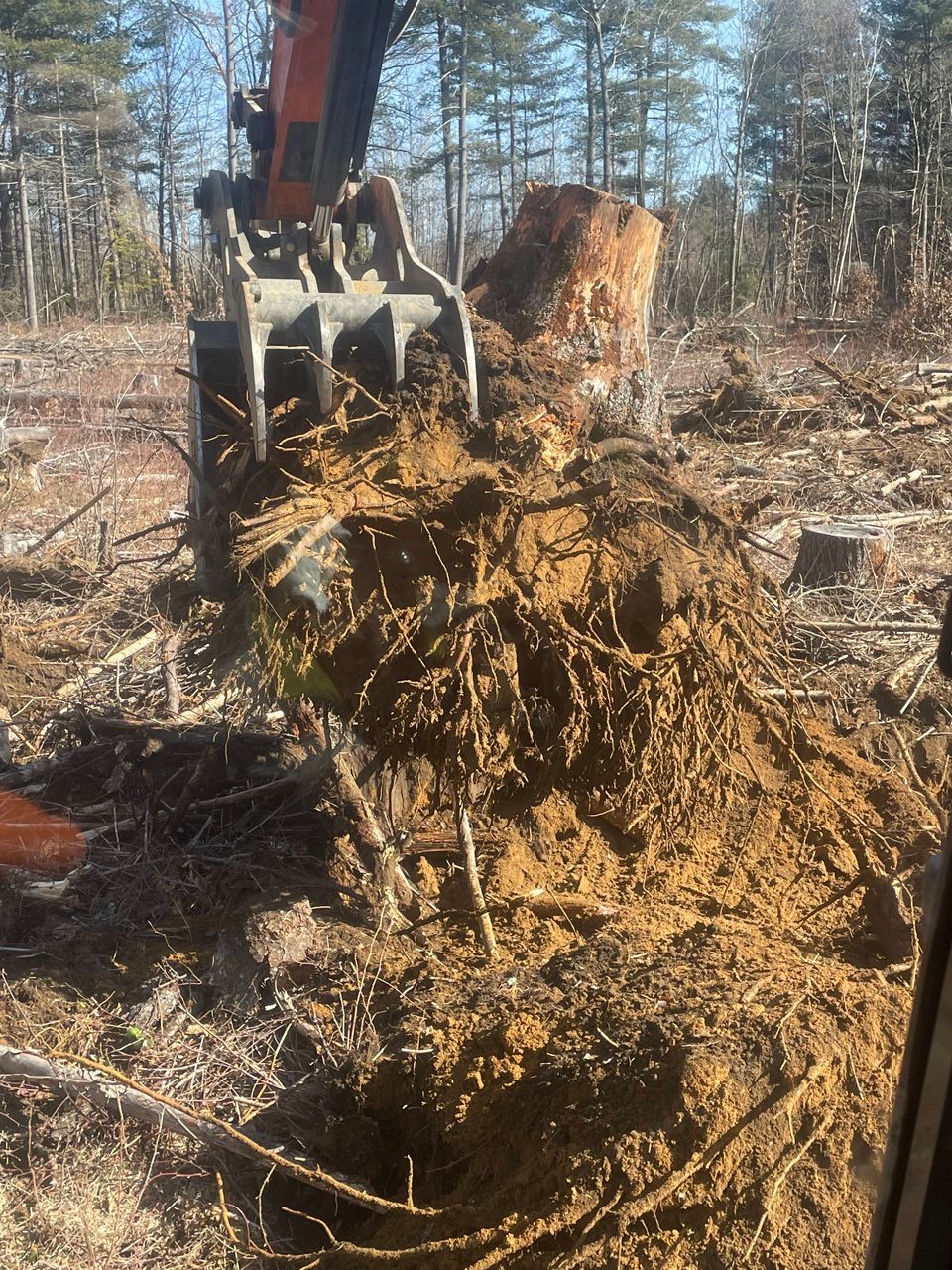 Excavator lifting a tree stump in a wooded clearing with dirt and roots exposed