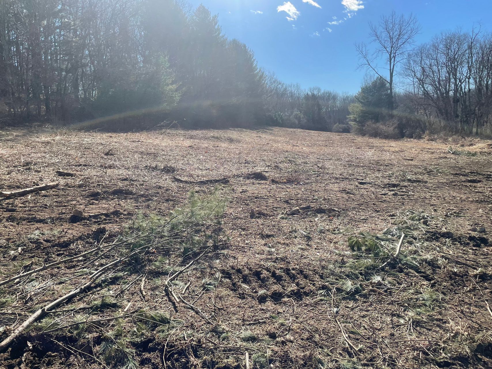 Sunny open field with dry grass and trees in the background