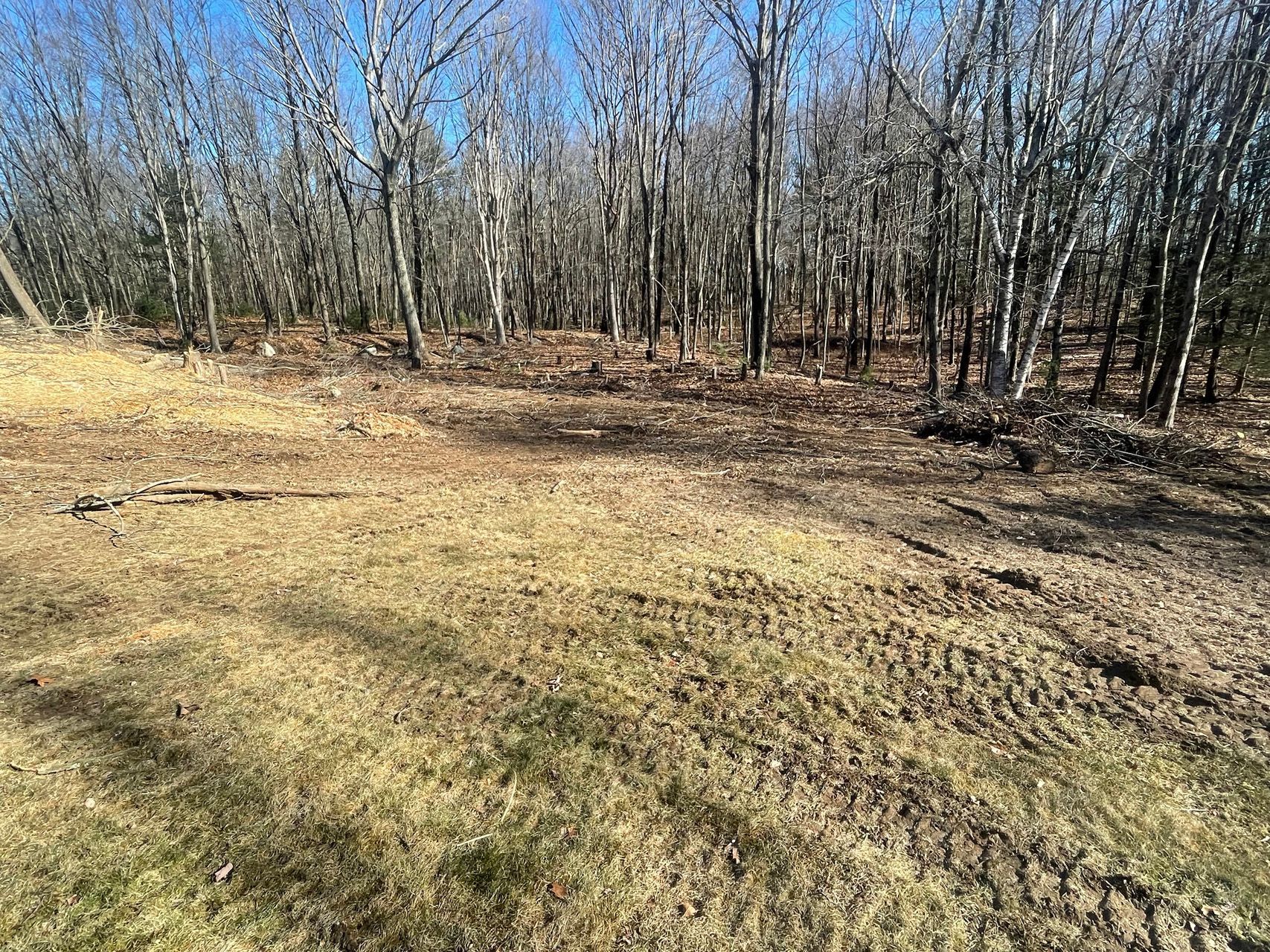 Leafless trees border a grassy field on a sunny day.