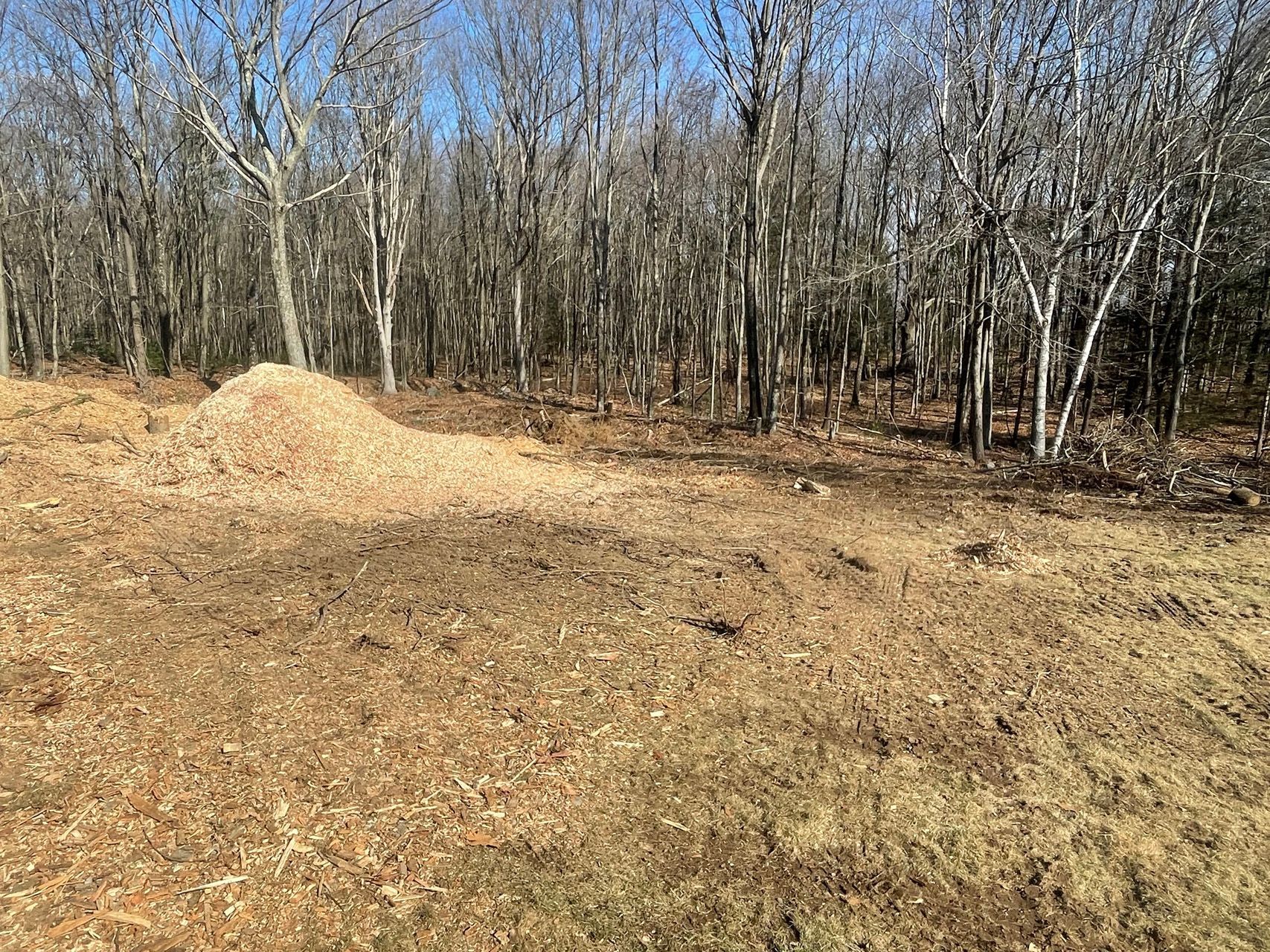 Leaf-covered clearing with bare trees and a small dirt mound under a clear blue sky