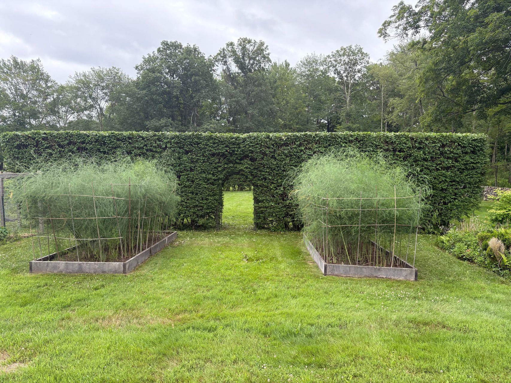 Formal garden with a manicured hedge gate, grassy lawn, and two raised planters with shrubs