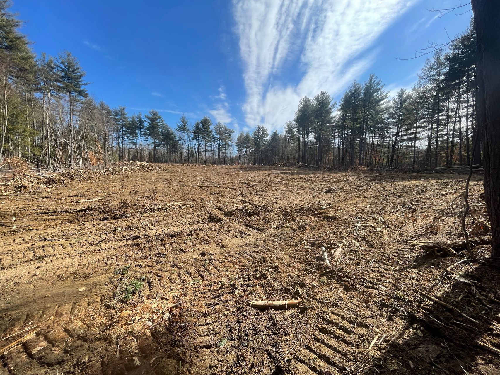 Cleared forest lot with tree stumps, dry ground, and tall trees under a bright blue sky