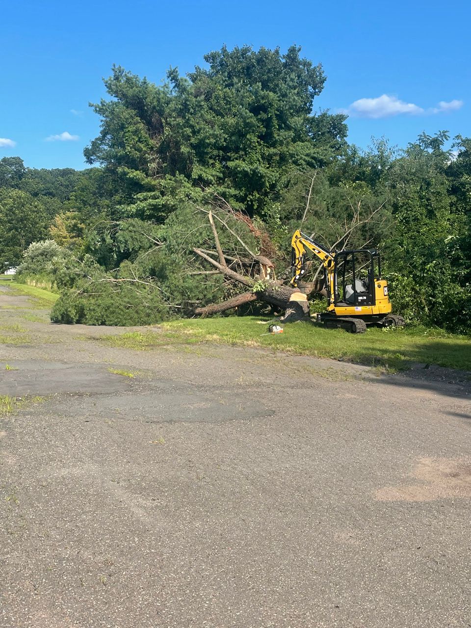Yellow excavator clearing a fallen tree beside a paved road on a sunny day