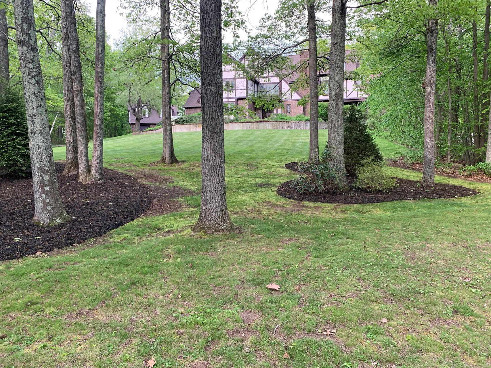 Mulched trees in a grassy yard with a house in the background