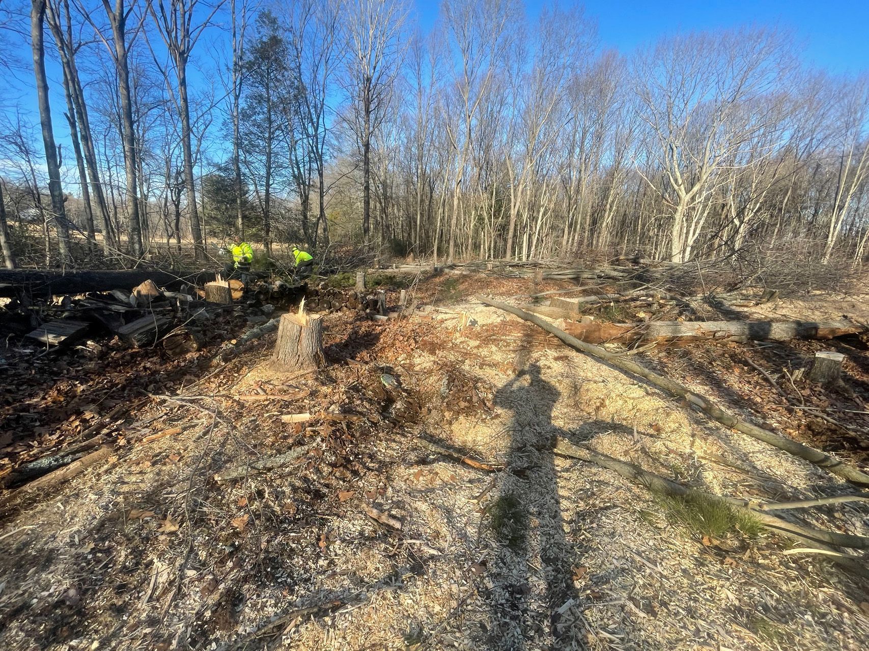 Dirt trail through leafless woods under a clear blue sky, with a long shadow in the foreground.