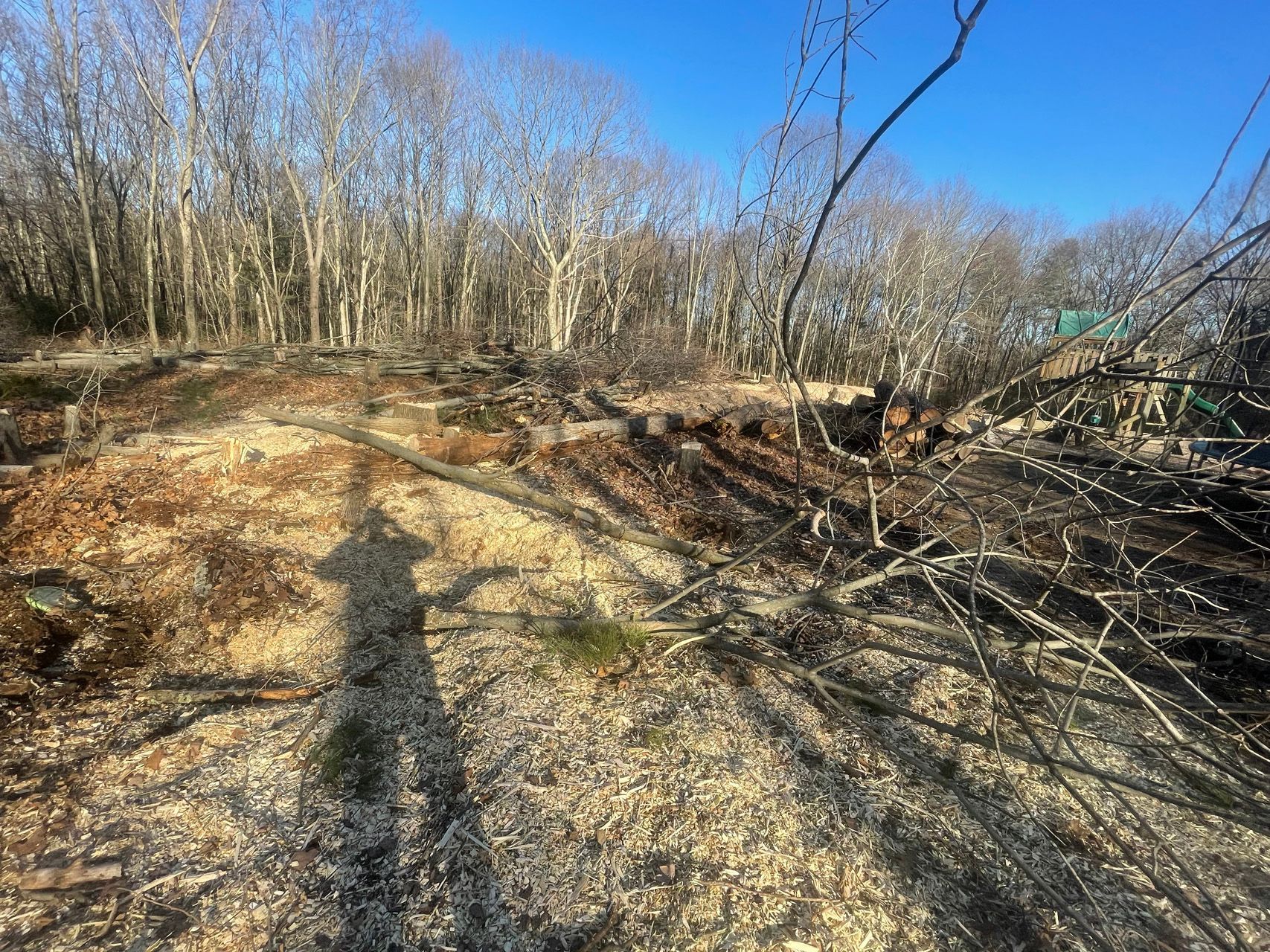 Dirt trail through a wooded area with fallen branches and leafless trees under a clear blue sky