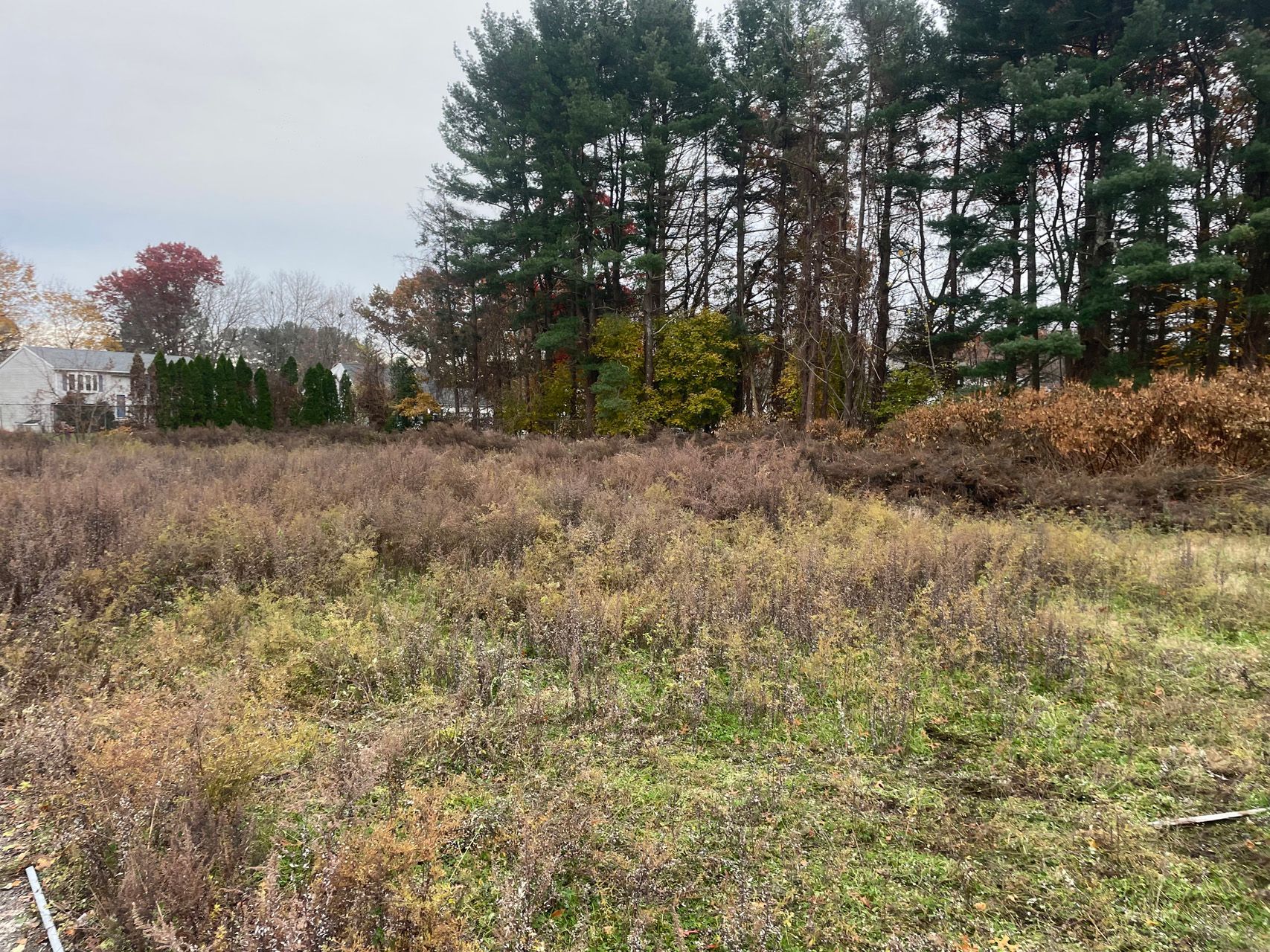 Grassy field with tall brush and trees under a cloudy sky, with houses in the distance