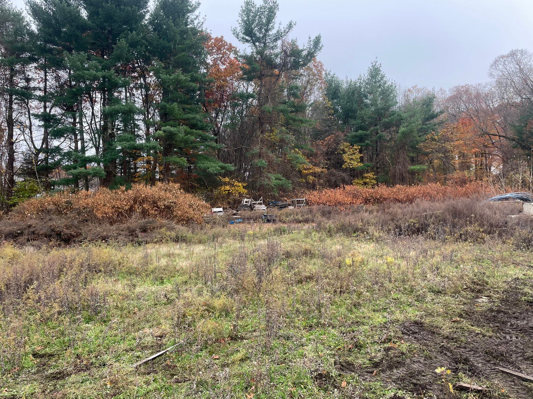 Grassy field with shrubs and pine trees under a gray overcast sky