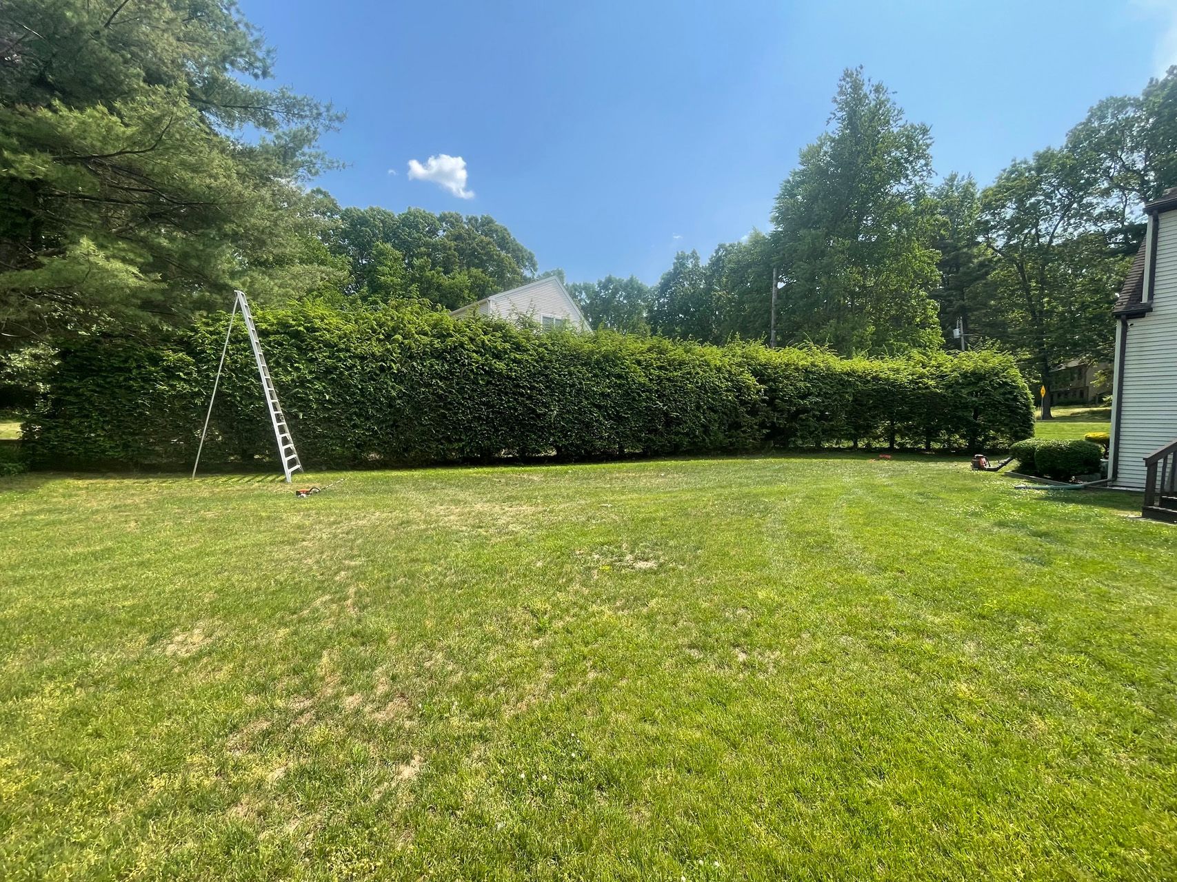 Sunny backyard lawn with trimmed hedges, trees, a ladder, and the side of a house.