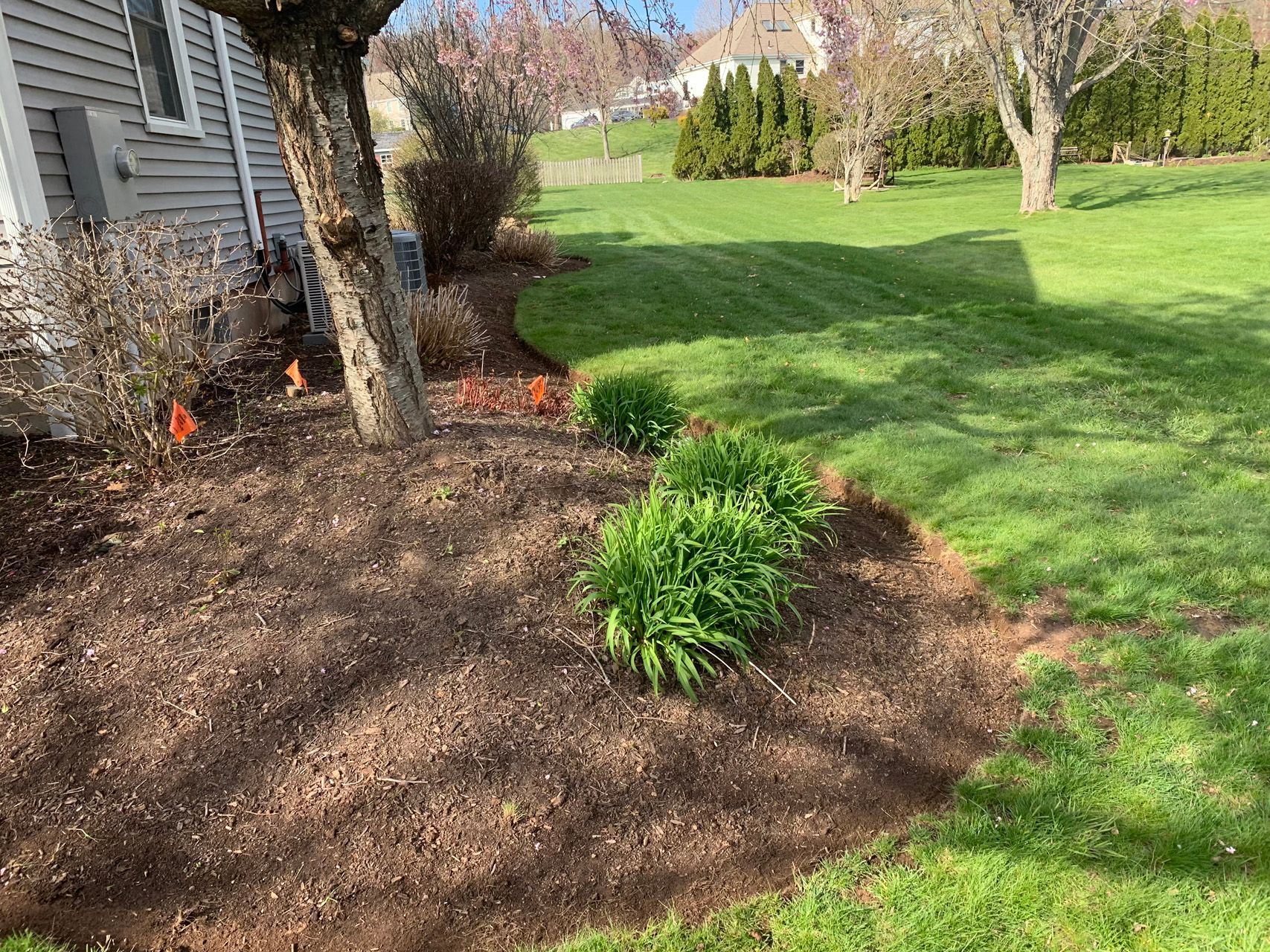 Mulched garden bed with a green plant beside a house, bordered by grass and trees on a sunny day