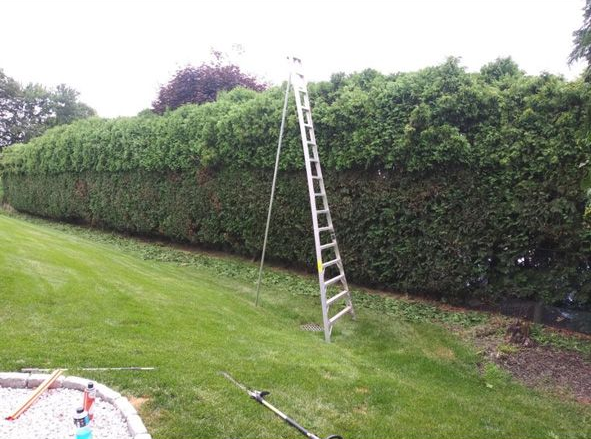 A ladder leans against a tall hedge in a grassy yard under an overcast sky.