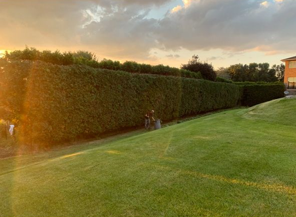 Sunlit hedge-lined lawn at sunset with a small house in the distance