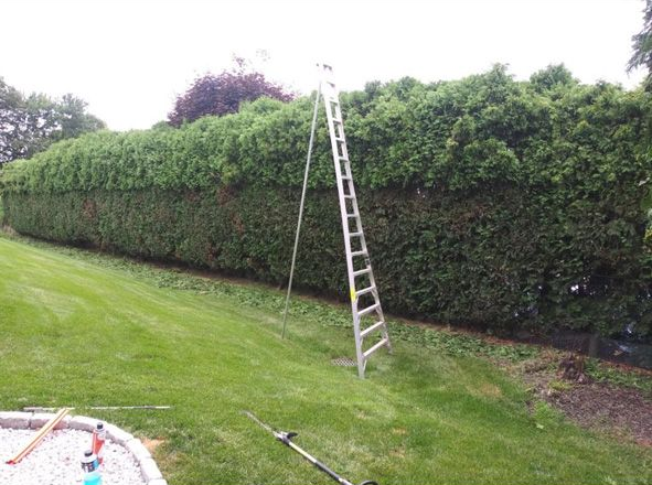A ladder leans against a tall green hedge in a grassy yard.