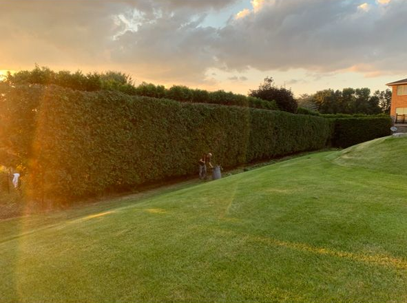 Sunlit hedge bordering a sloping grassy lawn at sunset, with a cloudy sky overhead.
