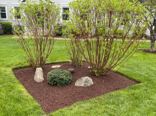 Mulched garden bed with shrubs and rocks in a grassy yard
