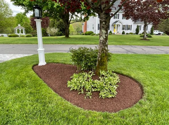 Mulched tree bed in a grassy front yard with a young tree and shrubs, near a sidewalk and street.