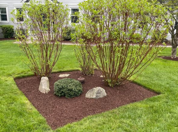 Small landscaped shrub bed with mulch, rocks, and green grass in a yard