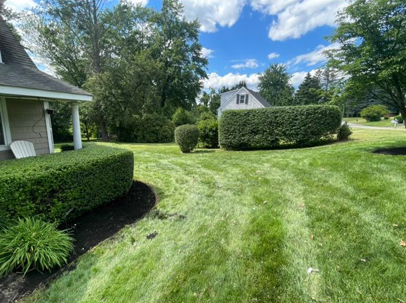 Sunny backyard with green lawn, trimmed hedges, trees, and part of a house on the left