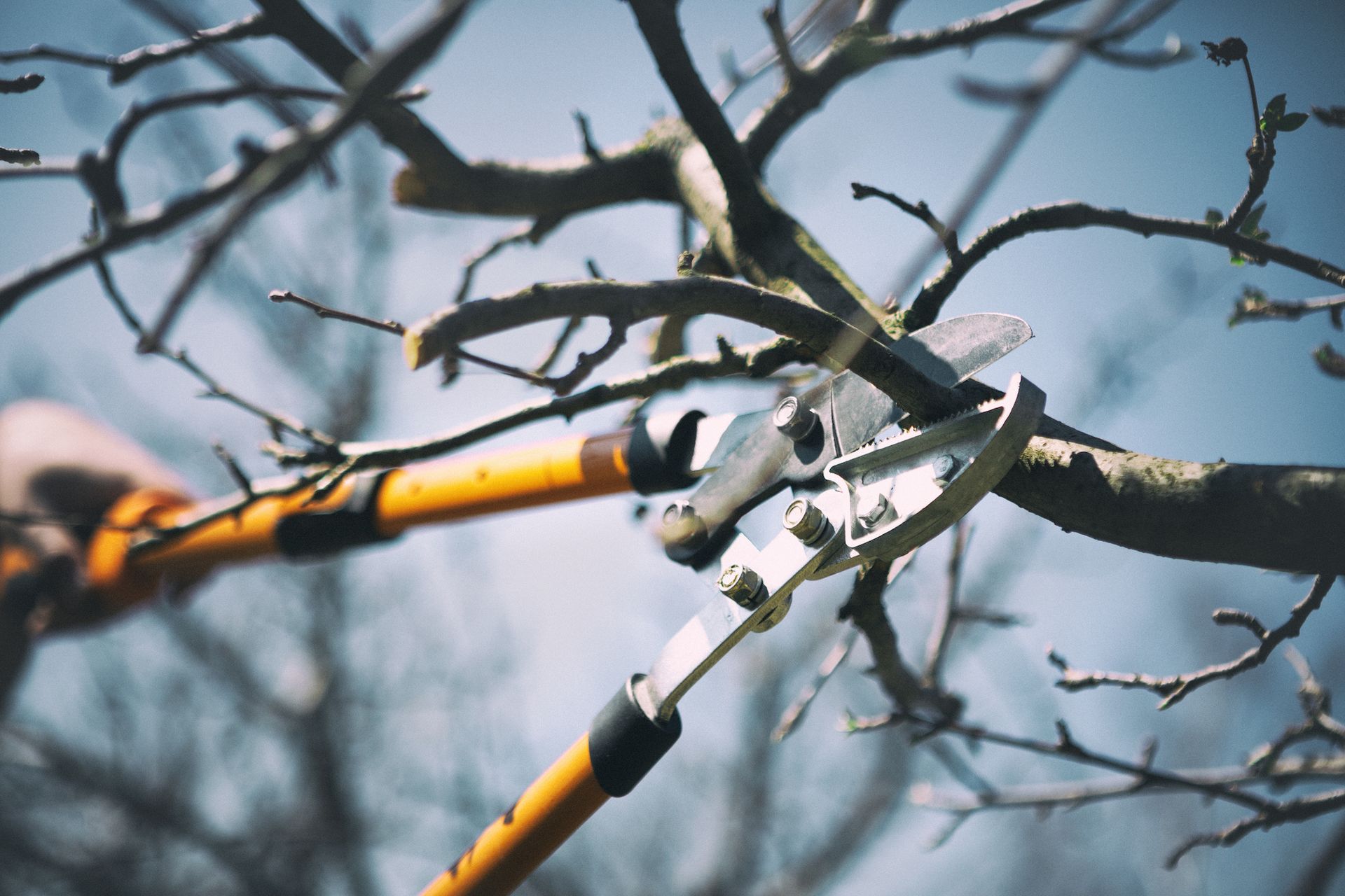 Person using pole pruners to trim tree branches outdoors.