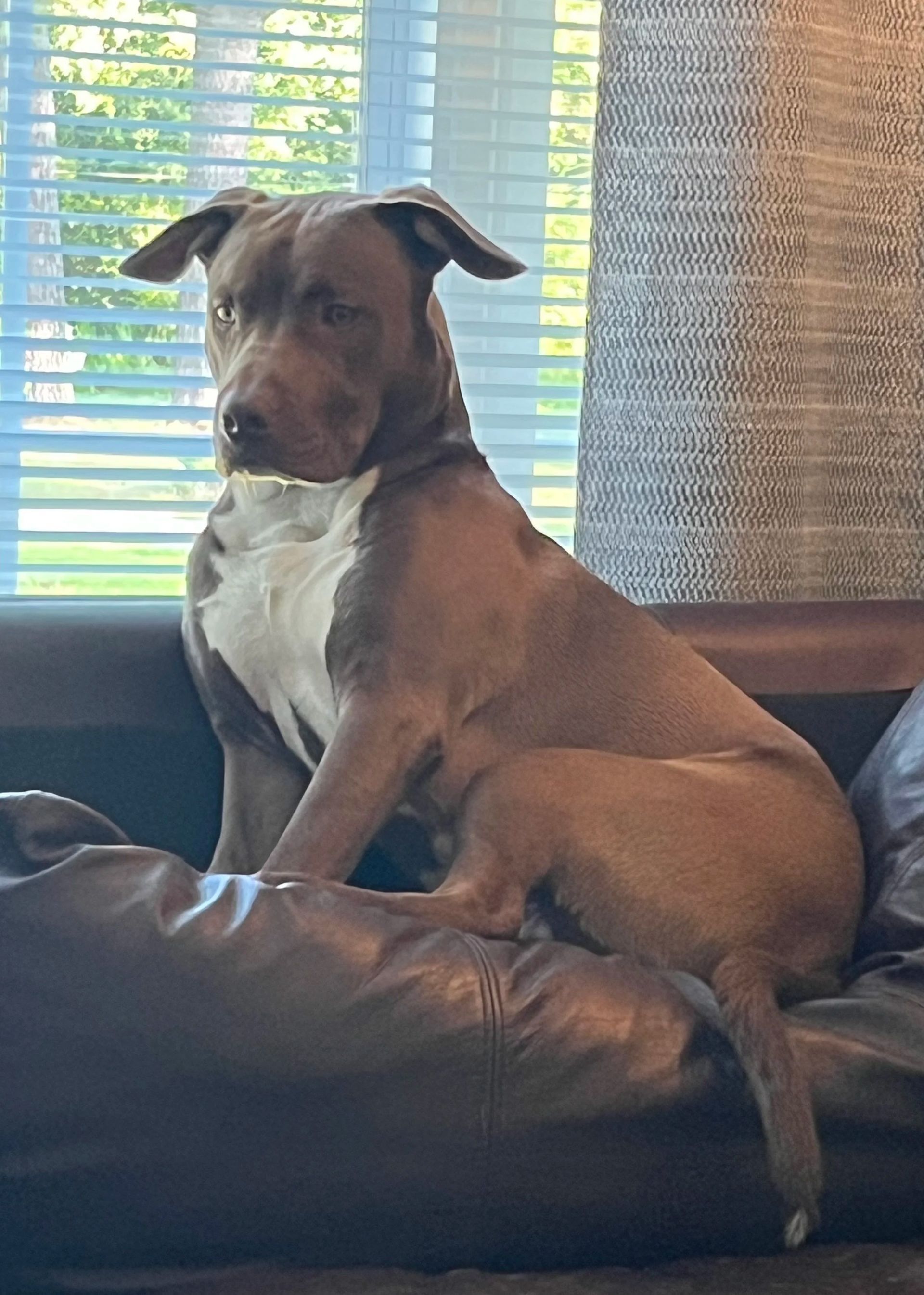 Brown dog sitting on a couch by a window, wearing a calm, alert expression.
