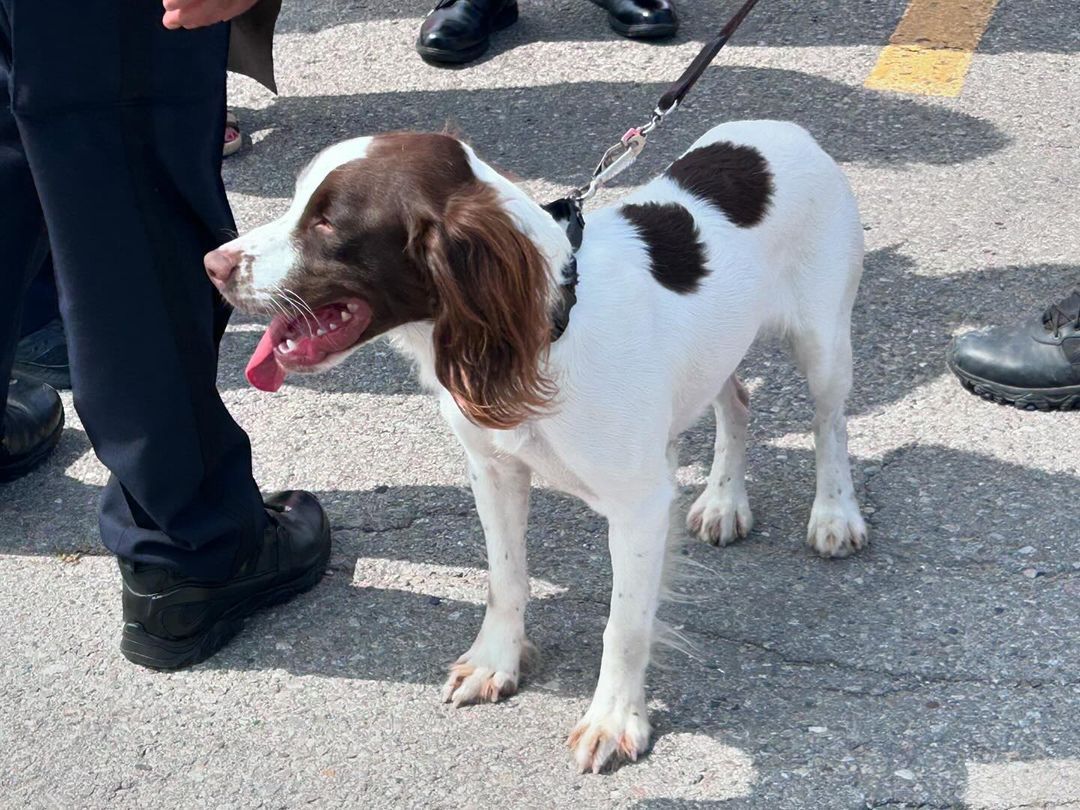 A brown and white dog on a leash is standing next to a person.