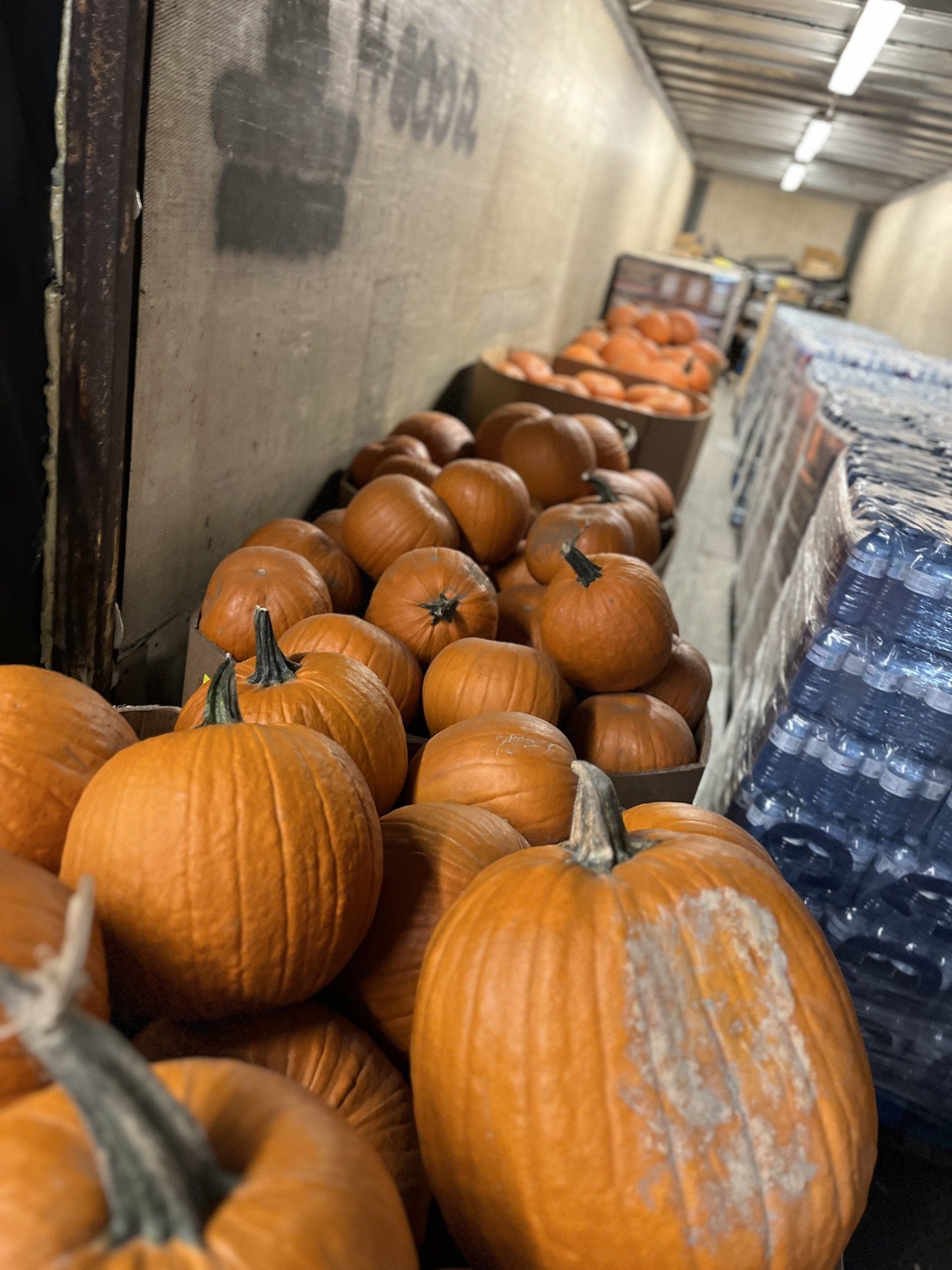 Photo of pumpkins