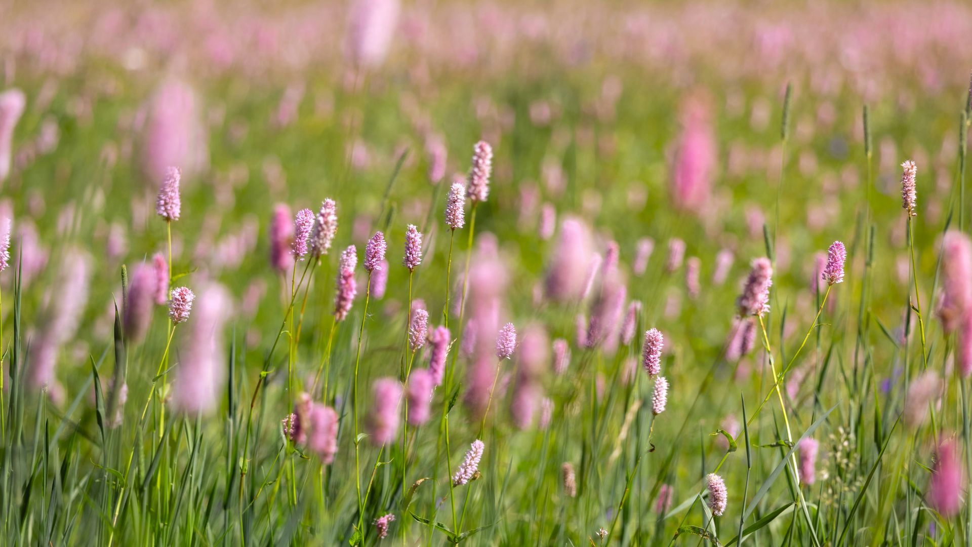 Pink wildflowers swaying in a green meadow with a soft blurred background