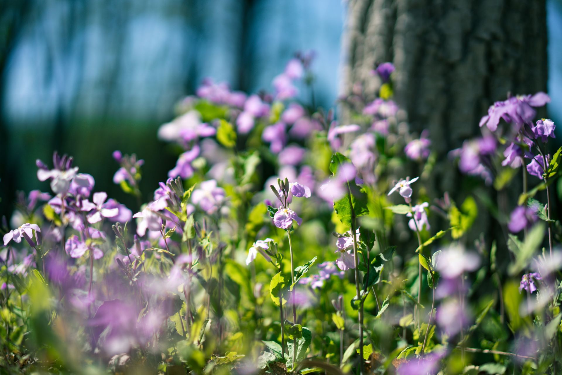 Purple wildflowers blooming in a sunlit meadow with a blurred forest background