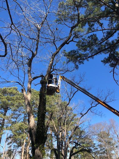 A man is cutting a tree with a crane.