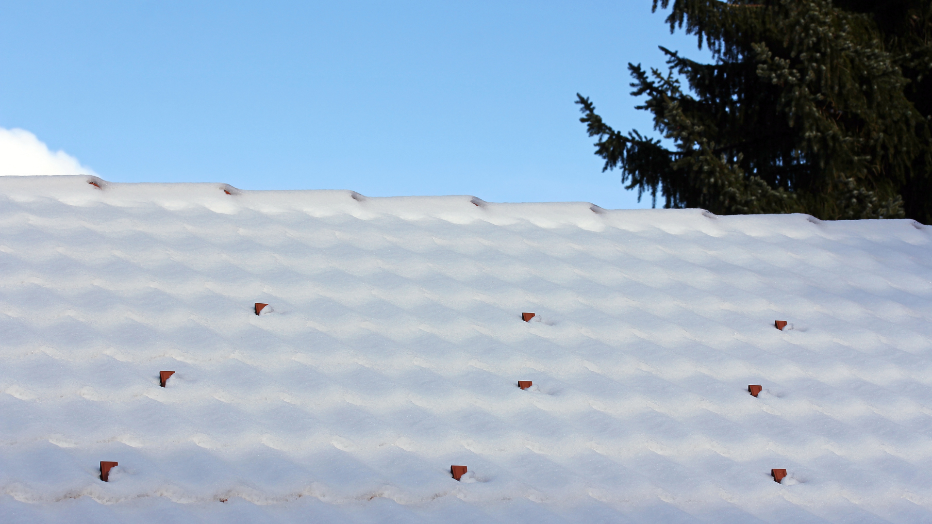 Snow-covered field with small red berries scattered across the surface, and a dark evergreen tree at the edge.
