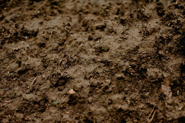 Hands planting seeds in tilled soil outdoors
